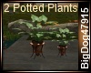 [BD] 2 Potted Plants