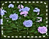 *Y* Hortensia - blue