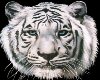 white tiger transparent