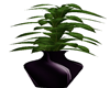 purple pot, plant