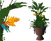 Birds of Paradise plant