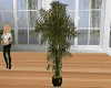 [MLD] Potted Palm Plant