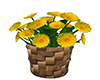 Dandelions Bucket