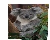 no pose koala towel