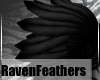 TatteredRavenHFeathers-M
