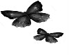 (SS)Butterflies - R