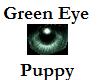 Green eyed White Puppy
