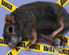 Mouse Dead Realistic