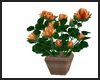 Orange Flowers Pot ~