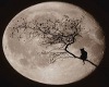 Moon Cat Background