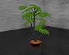 Potted Plant