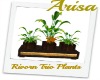 Rivorn trio plants