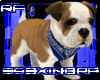 Bulldog Pup w Bandana v2