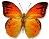 butterflies orange anima