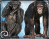 EDJ Chimpanzee Enhancer