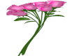 Pink Roses 7 Poses M/F
