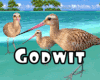 *Godwit