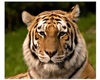 tigre animado