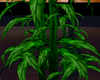 Celeste Plant 1
