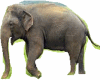 Anim.Elephant