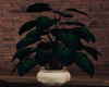 Realistic Ficus Plant