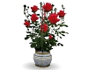 Red rosebush
