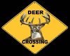 deer crossing