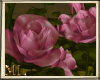 ML Rose bushes Pink
