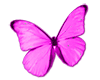 Butterfly 010