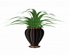 Ballare Vase Plant