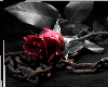 rose on chain
