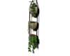 Hoya Polyneura Set