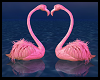 Love Flamingos