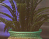 Oriental Palm/Pote