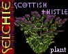 !!S Scottish Thistle