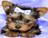 male yorkshire terrier