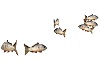 Carps animated