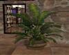 LARGE POTTED PALM