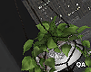 PLANT !