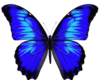Blue Butterfly Decal