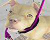 Pitbull Puppy on Leash