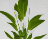 Spathiphyllum Plant