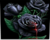 black rose bleading