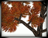 Autumn Tree/Bench