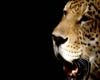 Leopard - Part 2