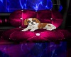 pick up cute puppy