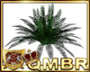 QMBR Plant Fern