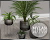 ~M~ | Myst Plants