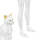 Matth WhiteCatSira