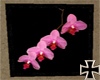 [RC] Orchidee Pic